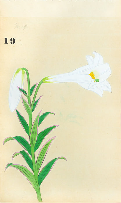JAPANESE (Late 19th Century) - Lilies 19