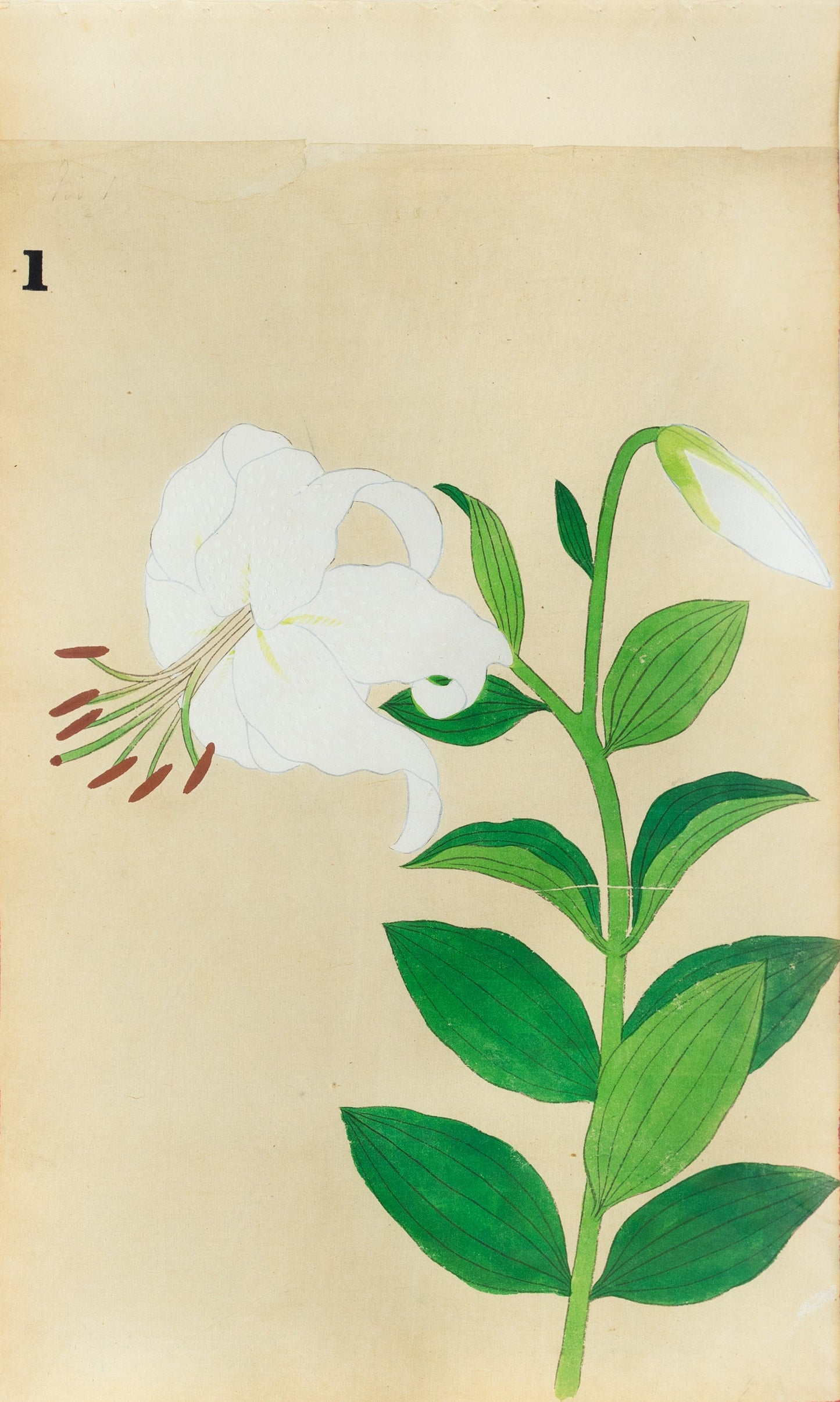 JAPANESE (Late 19th Century) - Lilies 1