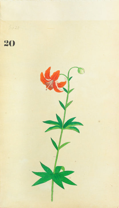JAPANESE (Late 19th Century) - Lilies 20