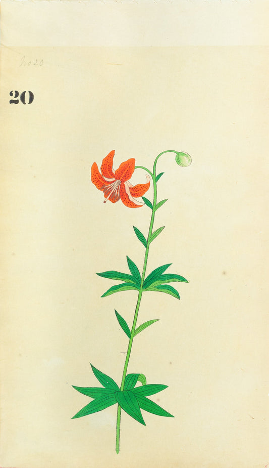 JAPANESE (Late 19th Century) - Lilies 20
