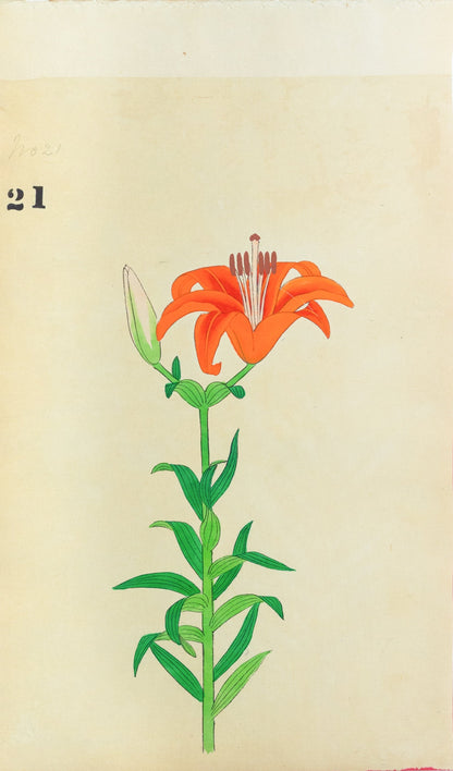 JAPANESE (Late 19th Century) - Lilies 21