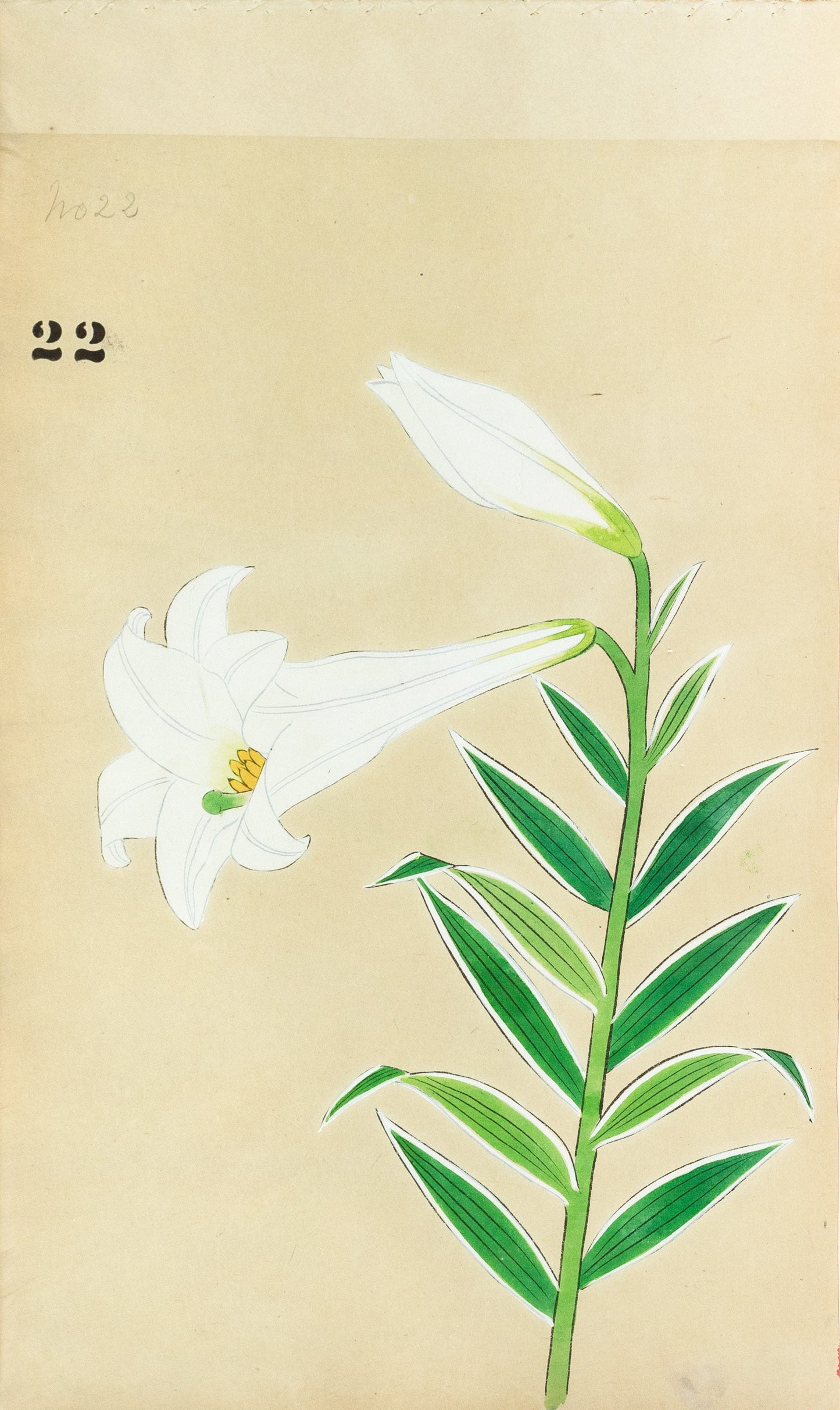 JAPANESE (Late 19th Century) - Lilies 22
