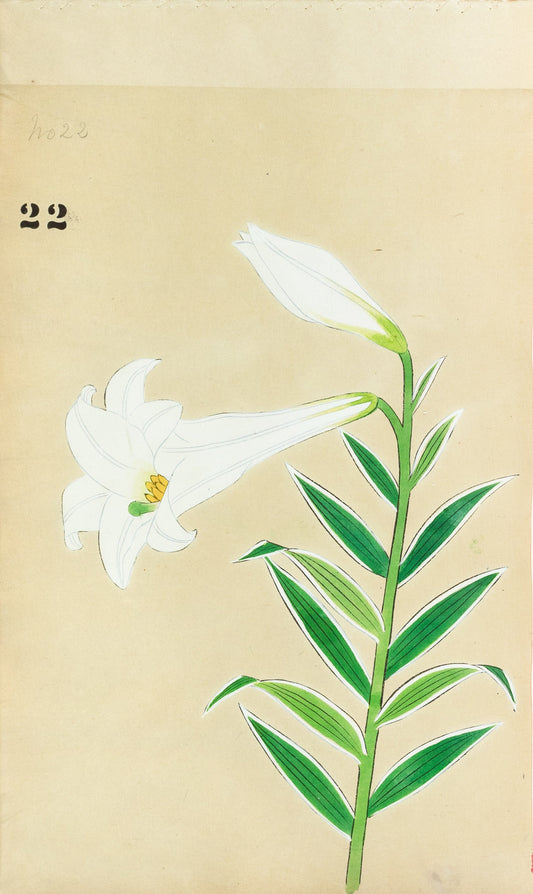 JAPANESE (Late 19th Century) - Lilies 22