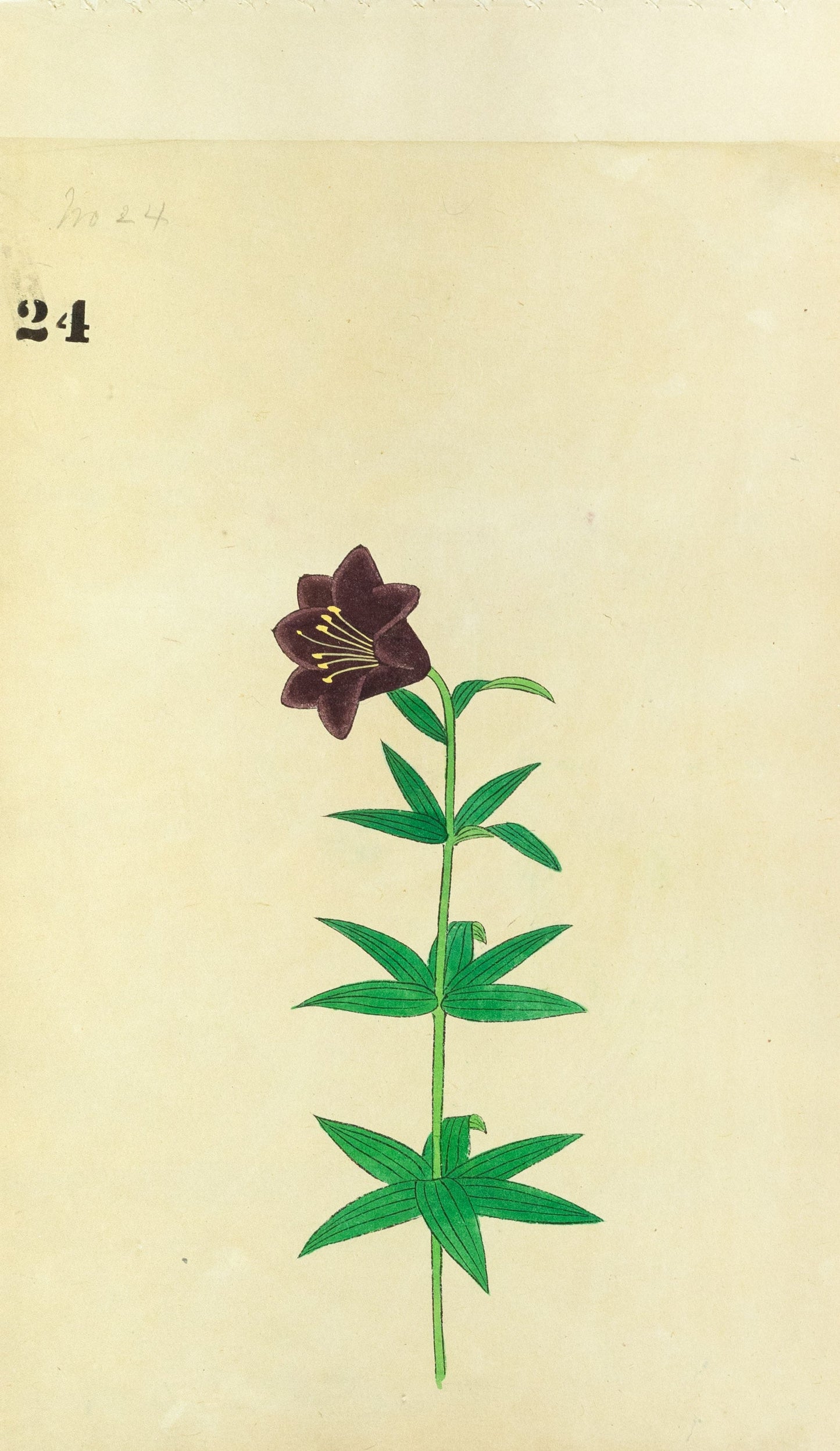 JAPANESE (Late 19th Century) - Lilies 24