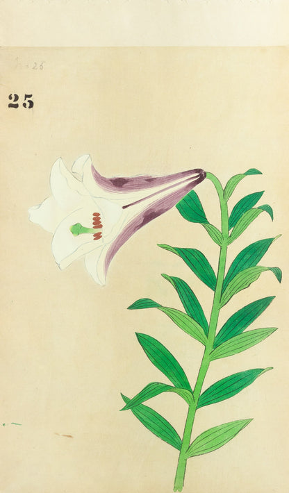 JAPANESE (Late 19th Century) - Lilies 25