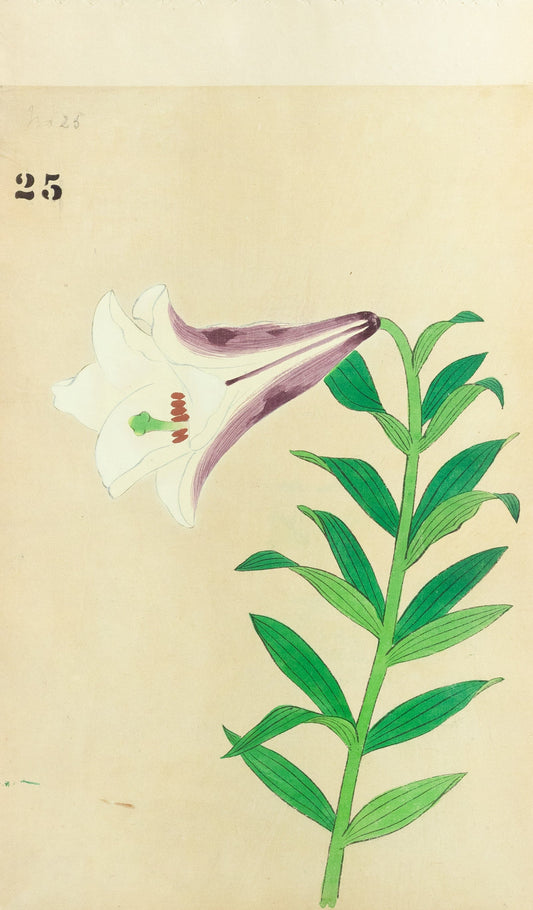 JAPANESE (Late 19th Century) - Lilies 25