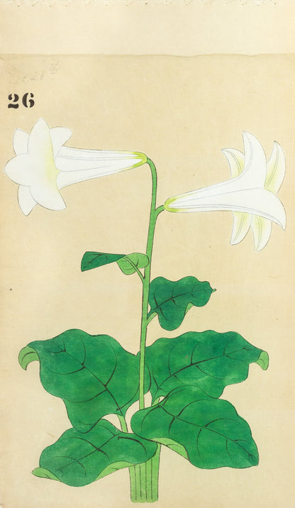 JAPANESE (Late 19th Century) - Lilies 26