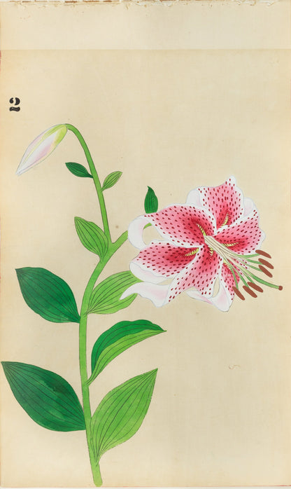 JAPANESE (Late 19th Century) - Lilies 2