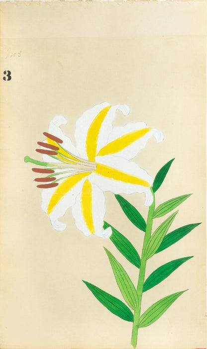 JAPANESE (Late 19th Century) - Lilies 3