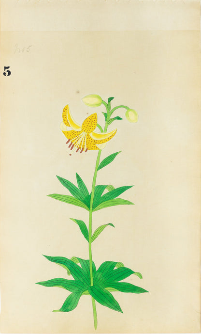 JAPANESE (Late 19th Century) - Lilies 5