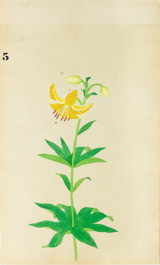 JAPANESE (Late 19th Century) - Lilies 5
