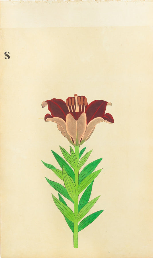 JAPANESE (Late 19th Century) - Lilies 8