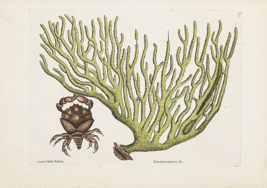 Catesby, Mark. Vol.II, Tab. 37, The Red Claw Crab