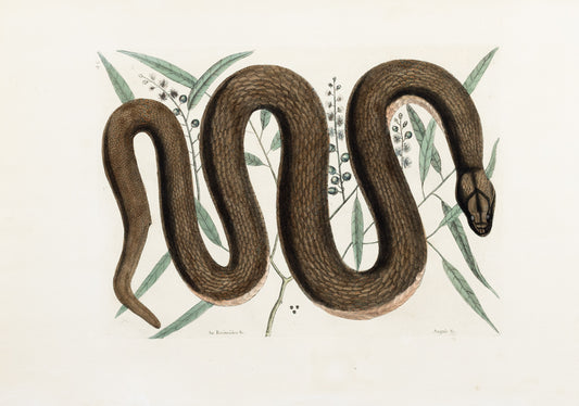 Catesby, Mark. Vol.II, Tab. 46, The Copper-belly Snake