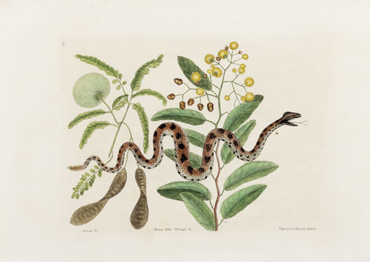 Catesby, Mark. Vol.II, Tab. 42, The Small Rattle-Snake