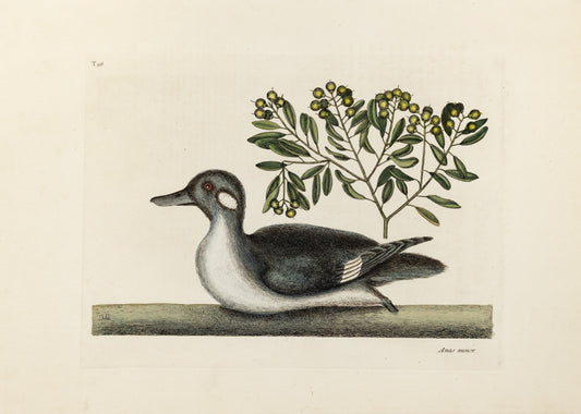 Catesby, Mark. Vol.I, Tab. 98, The little brown Duck and Soap-Wood