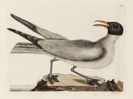 Catesby, Mark. Vol.I, Tab. 89, The Laughing Gull