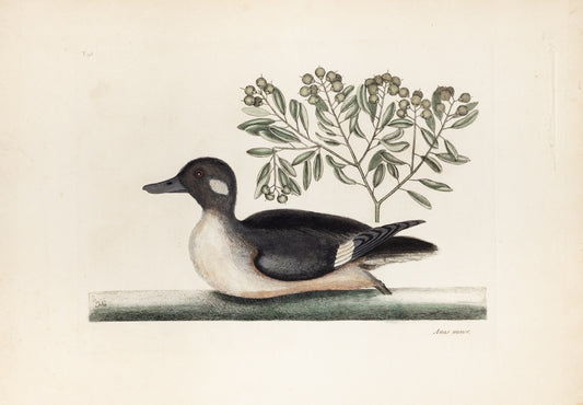 Catesby, Mark. Vol.I, Tab. 98, The little brown Duck and Soap-Wood