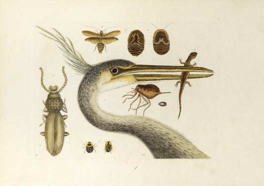 Catesby, Mark. Appendix Pl. 10, The Largest Crested Heron