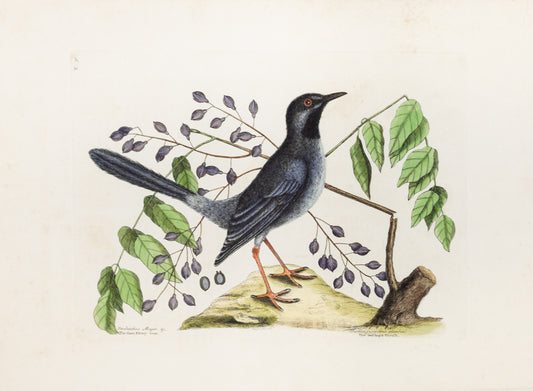 Catesby, Mark. Vol.I, Tab. 30, The Red-leg'd Thrush & the gum-elimy tree