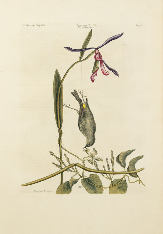 Catesby, Mark. Vol.I, Tab. 58, The Yellow-rump, The Lilly-Leaf'd Hellebore, and Dogs-Bane