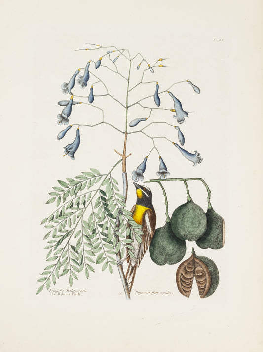 Catesby, Mark. Vol.I, Tab. 42, The Bahama Finch and The broad leaf'd Guaicum, with blue Flowers