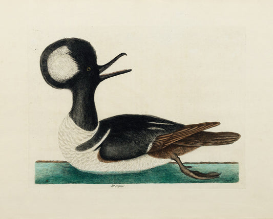 Catesby, Mark. Vol.I, Tab. 94, Round-Crested Duck (Mergus)