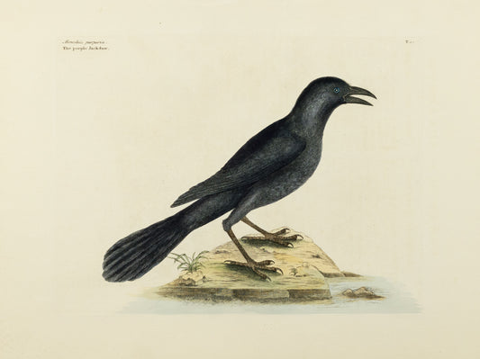 Catesby, Mark. Vol.I, Tab. 12, The Purple Jack-Daw