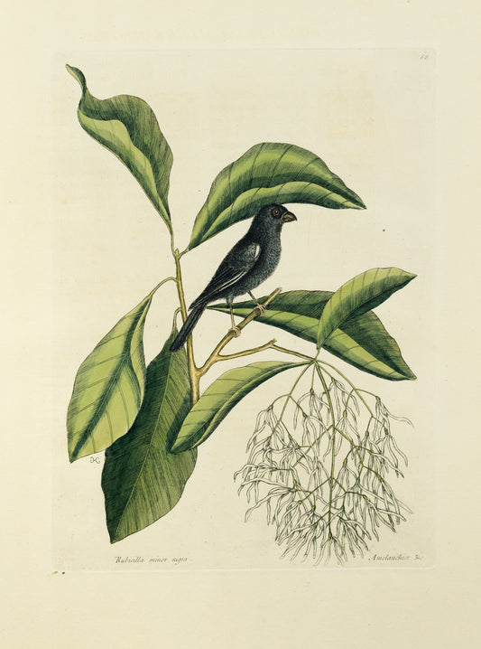 Catesby, Mark. Vol.I, Tab. 68,  The Little Black Bullfinch