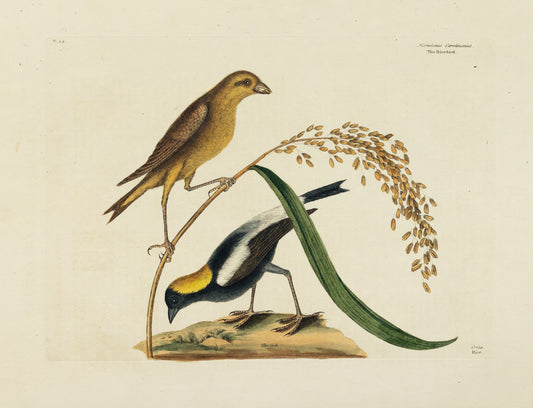 Catesby, Mark. Vol.I, Tab. 14, The Rice-Bird