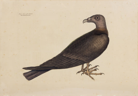 Catesby, Mark. Vol.I, Tab. 6, The Turkey Buzzard