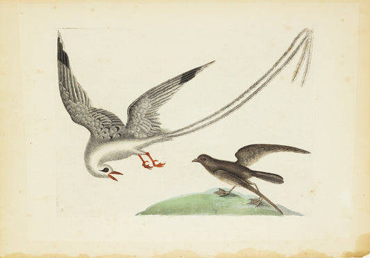 Catesby, Mark. Appendix Pl. 14, The Tropick Bird, The Storm-Finck or Pittrel