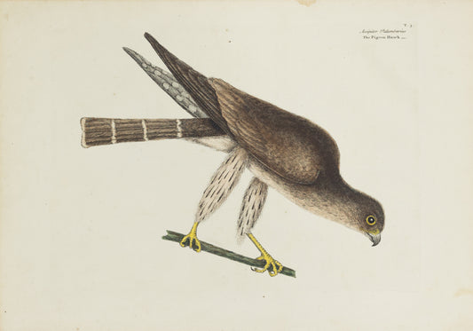Catesby, Mark. Vol.I, Tab. 3, The Pigeon Hawk
