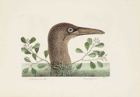 Catesby, Mark. Vol.I, Tab. 86, The Great Booby
