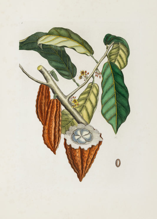 Catesby, Mark. Appendix Pl. 6, The Cacao Tree