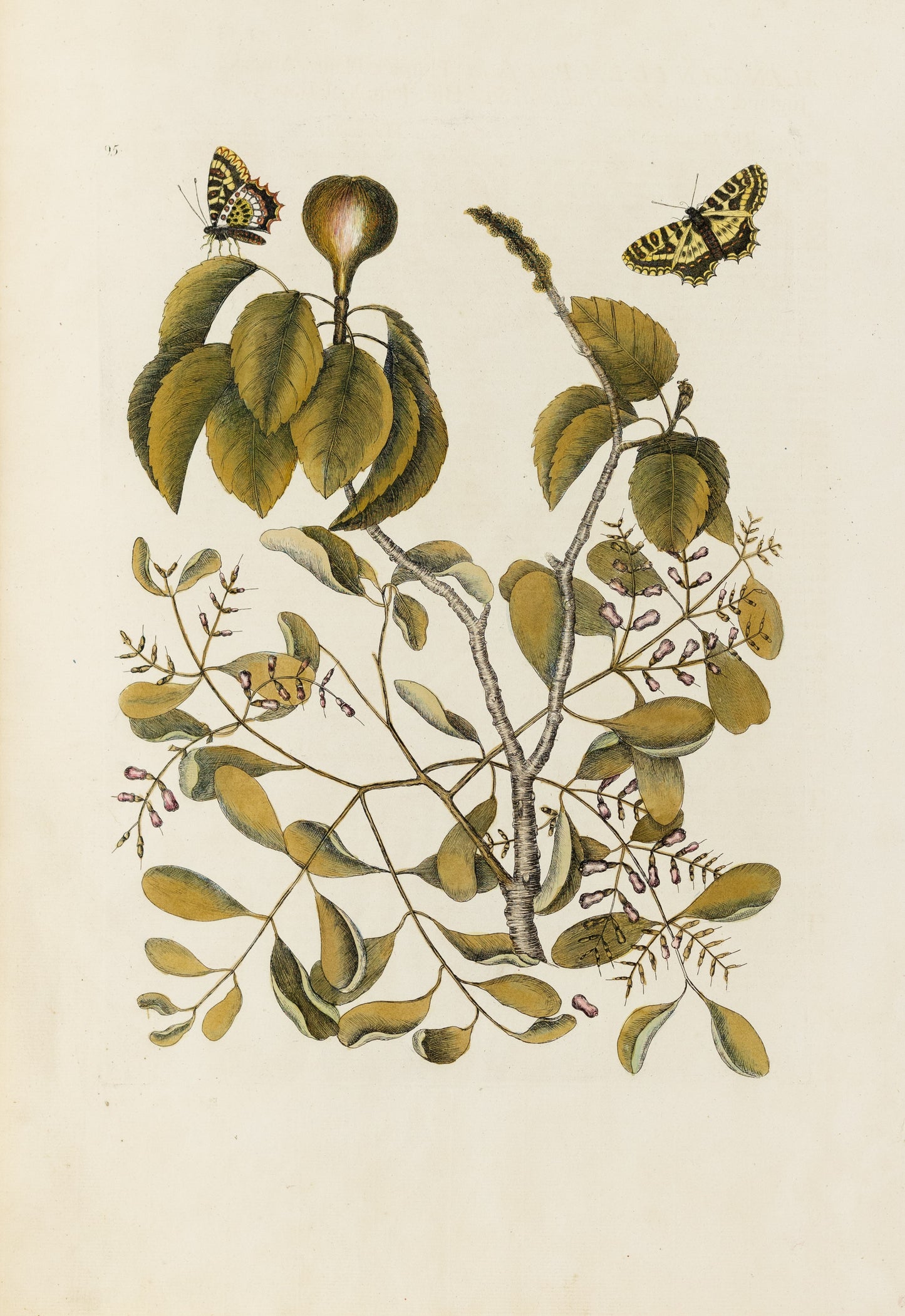 Catesby, Mark. Vol.II, Tab. 95, The Mancaneel Tree, Misleto, butterfly
