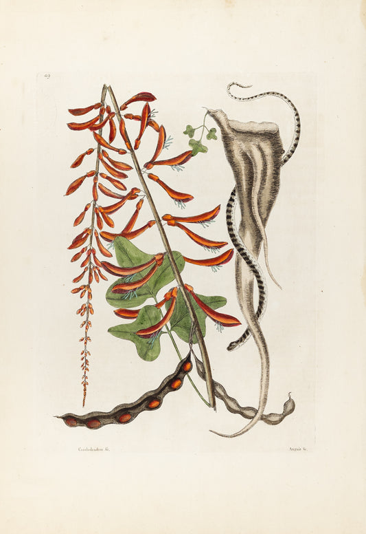 Catesby, Mark. Vol.II, Tab. 49, The little brown Bead Snake