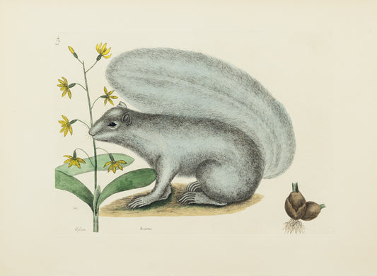 Catesby, Mark. Vol.II, Tab. 74, The Grey Fox-Squirrel