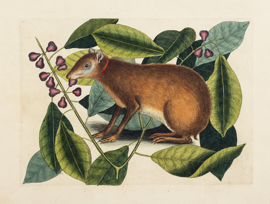 Catesby, Mark. Appendix Pl. 18, The Java Hare