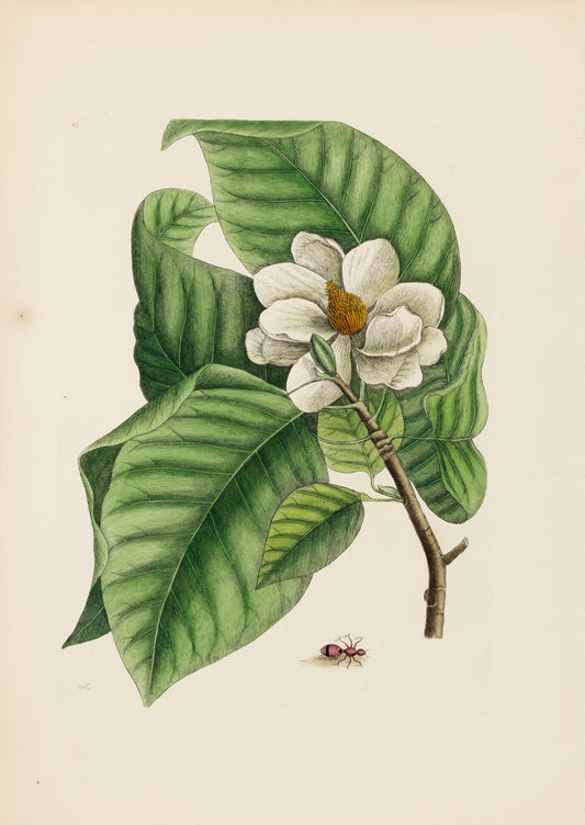 Catesby, Mark. Appendix Pl. 15, Cucumber Tree Magnolia and Velvet Ant