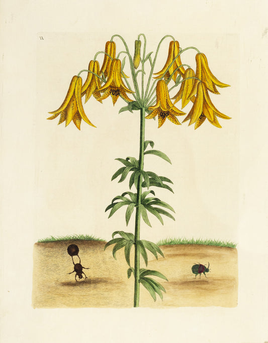 Catesby, Mark. Appendix Pl. 11, The Tumble-Turds and Martagon Canadense