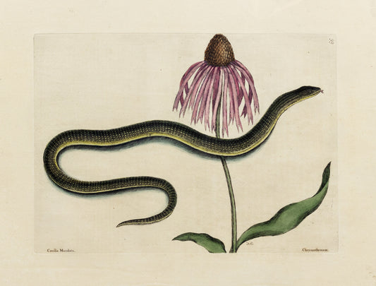 Catesby, Mark. Vol.II, Tab. 59, The Glass Snake