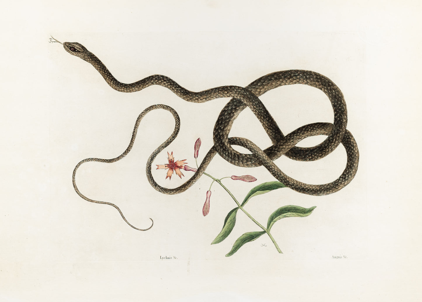Catesby, Mark. Vol.II, Tab. 54, The Coach-Whip Snake