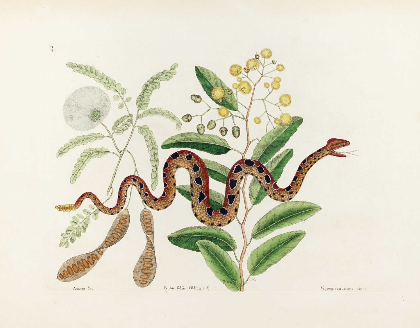 Catesby, Mark. Vol.II, Tab. 42, The Small Rattle-Snake