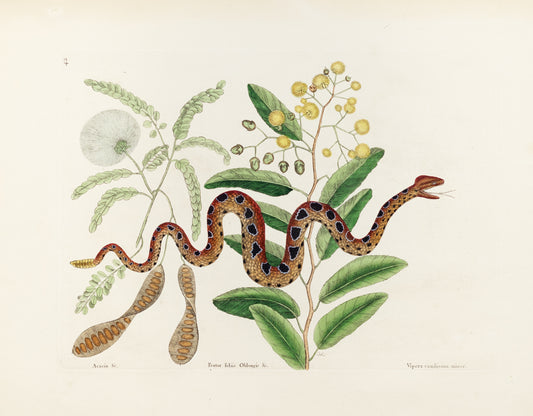 Catesby, Mark. Vol.II, Tab. 42, The Small Rattle-Snake
