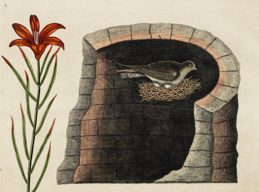 Catesby, Mark. Appendix Pl. 8, The American Swallow and lily