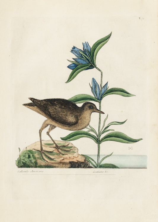 Catesby, Mark. Vol.I, Tab. 70, The Soree
