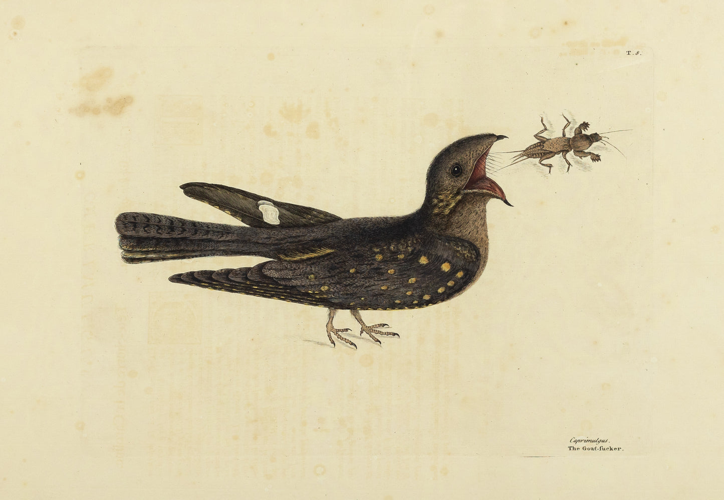 Catesby, Mark. Vol.I, Tab. 8, The Goat-Sucker of Carolina