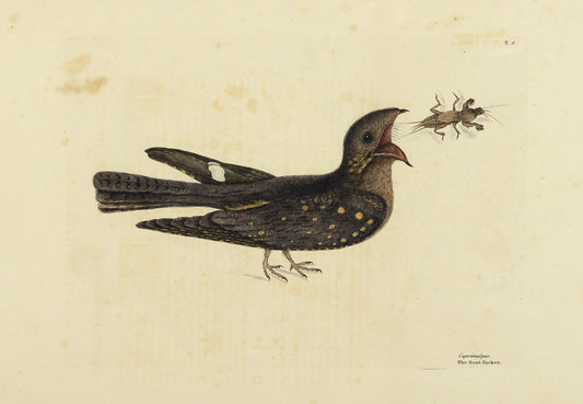Catesby, Mark. Vol.I, Tab. 8, The Goat-Sucker of Carolina