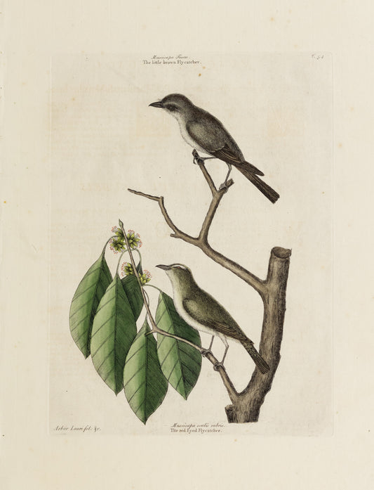 Catesby, Mark. Vol.I, Tab. 54, The little brown Fly-catcher and The red-ey'd Fly-catcher